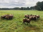 7 mooie fokooien bonte ooilammeren bont, Dieren en Toebehoren, Schapen, Geiten en Varkens, Vrouwelijk, Schaap, 0 tot 2 jaar