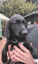 Lieve friesestabij x toller pups teefjes beschikbaar, Overige rassen, 8 tot 15 weken, CDV (hondenziekte), Meerdere