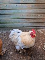 Twee hanen wit gratis af te halen, Dieren en Toebehoren, Mannelijk, Kip