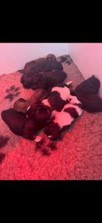 Chihuahua kruising shih tzu pups, CDV (hondenziekte), 8 tot 15 weken, Meerdere, Meerdere dieren
