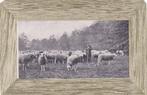 GA1018 Schapen Veluwe poststempel Deventer Gelderland Epe, Verzamelen, Verzenden, Voor 1920, Gelopen, Gelderland