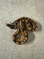 1.0 classic 100% desert ghost 100% clown 100% pied, Slang, 0 tot 2 jaar