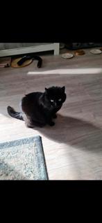 Luna en Blacky zoeken een huisje 9 jaar oud, Dieren en Toebehoren, Katten en Kittens | Overige Katten, Poes