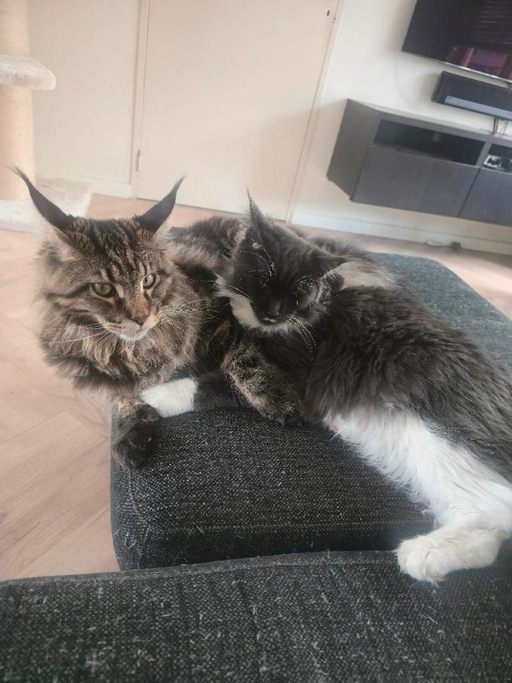 2 prachtige Maine Coone katertjes, Dieren en Toebehoren, Katten en Kittens | Raskatten | Langhaar, Kater, Met stamboom, Gechipt