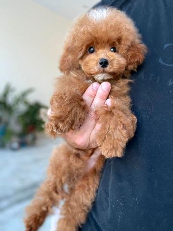 Aziatische Maltipoo F2 Micro pup (Maltipoo/Toy Poedel) beschikbaar voor biedingen