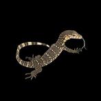 Gezocht Varanus Salvator, Dieren en Toebehoren, Reptielen en Amfibieën, 0 tot 2 jaar