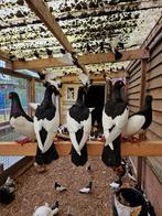 Eksterduiven | Doffers en duivinnen | Passend advies, Dieren en Toebehoren, Meerdere dieren, Overige soorten