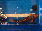 Leuke koi karper 45 cm, Dieren en Toebehoren, Vissen | Vijvervissen, Karper of Koi