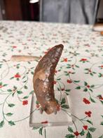 Bodemvondst bronstijd sikkel