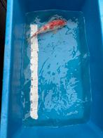 Koi Kohaku 35cm, Dieren en Toebehoren, Karper of Koi
