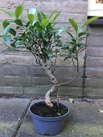 Bonsai Ficus ginseng, Minder dan 100 cm, Bonsai, Groene kamerplant, Halfschaduw