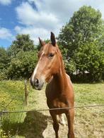 Lieve ruin zoekt een nieuw thuis, Dieren en Toebehoren, Mei, Mannelijk