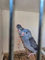 3x jonge forpus, Geslacht onbekend, Dwergpapegaai of Agapornis