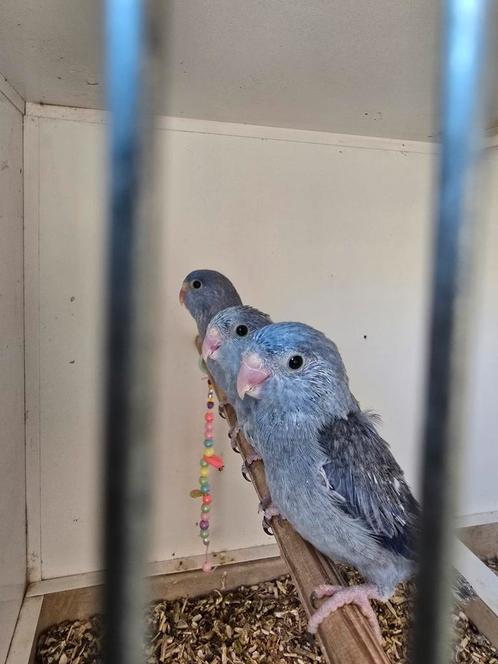 3x jonge forpus, Dieren en Toebehoren, Vogels | Parkieten en Papegaaien, Dwergpapegaai of Agapornis, Geslacht onbekend