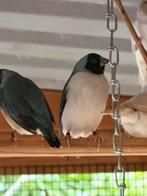 Div vogels, Meerdere dieren