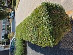 Buxushaag.  ( BUXUS ), Tuin en Terras, Planten | Struiken en Hagen, Ophalen of Verzenden, Buxus, Minder dan 100 cm