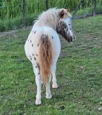 Leuke wit gespikkelde shetlandermerrie, Dieren en Toebehoren, Merrie, Minder dan 160 cm, Onbeleerd, Recreatiepaard