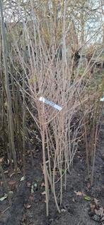 Clerodendrum trichotomum, pindakaasboom, Ophalen, Volle zon, Overige soorten