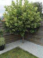 Boom. bol plataan, Tuin en Terras, Planten | Bomen, Ophalen, Bloeit niet, Volle zon, Bolboom
