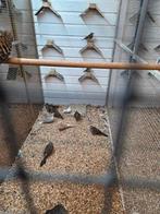 Bronsvleugel duiven, Dieren en Toebehoren, Vogels | Duiven, Meerdere dieren, Overige soorten