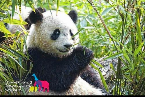 Ouwehands Dierenpark 4 personen geldig tot 30/04/26, Tickets en Kaartjes, Recreatie | Dierentuinen, Drie personen of meer