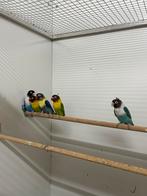 Agapornis Personata wildkleur en blauw, Dieren en Toebehoren, Mannelijk, Dwergpapegaai of Agapornis, Geringd