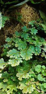 Selaginella uncinata, Huis en Inrichting, Kamerplanten, Overige soorten, Minder dan 100 cm, Ophalen of Verzenden, Halfschaduw