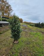 Portugese Laurier - Prunus lusitanica 'Angustifolia', Tuin en Terras, Planten | Bomen, Lente, 100 tot 250 cm, Volle zon, In pot