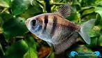 Zwarte Tetra's 5 stuks, Dieren en Toebehoren, Vissen | Aquariumvissen, Vis, Zoetwatervis, Schoolvis