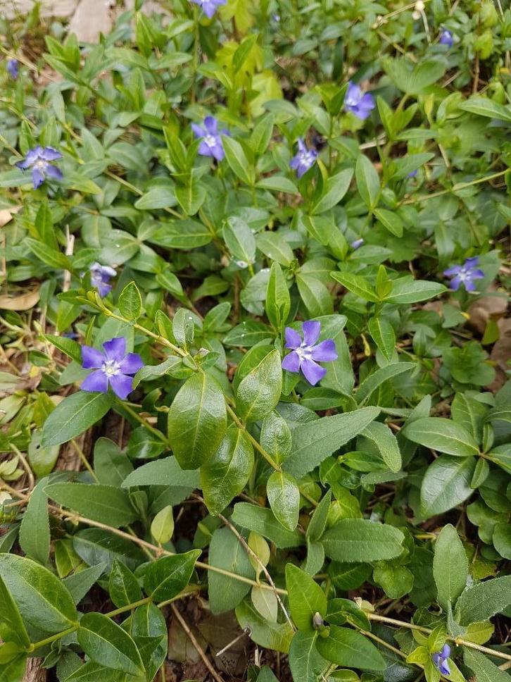 maagdenpalm, laag, blauw, bijna gratis, Tuin en Terras, Planten | Tuinplanten, Vaste plant, Bodembedekkers, Halfschaduw, Lente