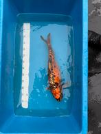Koi Kin Matsuba 50cm, Dieren en Toebehoren, Vissen | Vijvervissen, Karper of Koi