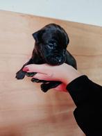 NIEUWE FOTOS10x Doberman X Bully XL PPUUYS, Dieren en Toebehoren, Overige rassen, 8 tot 15 weken, Meerdere, Meerdere dieren