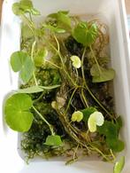 Aquarium planten, Dieren en Toebehoren, Ophalen, Zo goed als nieuw, Plant(en), Steen of Hout