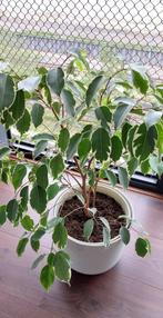 Ficus Benjamina Golden King, Huis en Inrichting, Ophalen, Ficus, Halfschaduw, Minder dan 100 cm