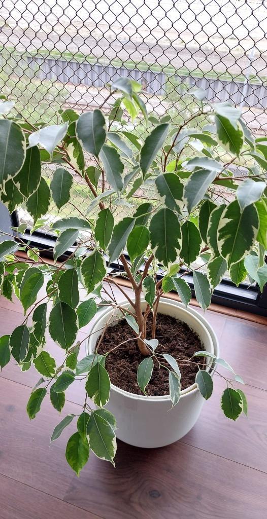Ficus Benjamina Golden King, Huis en Inrichting, Kamerplanten, Ficus, Minder dan 100 cm, Groene kamerplant, Halfschaduw, Ophalen