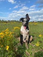 Aussie pups, 8 tot 15 weken, Meerdere, Meerdere dieren, Herder