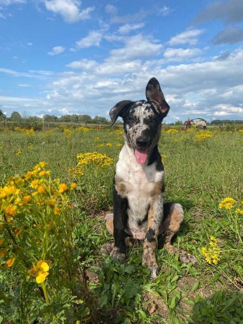 Aussie pups, Dieren en Toebehoren, Honden | Herdershonden en Veedrijvers, Meerdere dieren, Herder, Particulier, Meerdere, Nederland