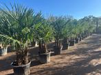 Meerstammige Trachycarpus fortunei palmbomen te koop!!!, Overige soorten, Vaste plant, Ophalen of Verzenden, Halfschaduw