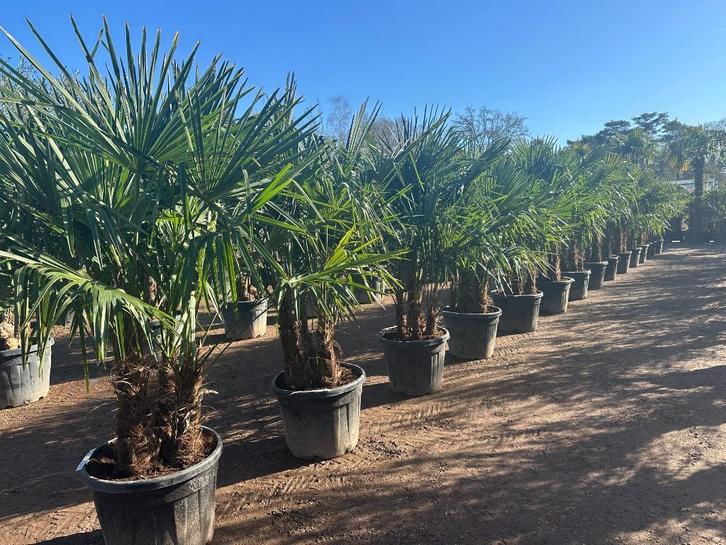 Meerstammige Trachycarpus fortunei palmbomen te koop!!!, Tuin en Terras, Planten | Tuinplanten, Vaste plant, Overige soorten, Halfschaduw