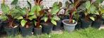 Ensete Maurelli, Rode banaan, Ophalen, Zomer, Overige soorten, Volle zon