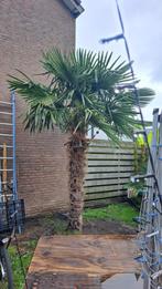 Palmbomen, Yucca's  & Perzische slaapboom, Ophalen, Vaste plant, Overige soorten, Volle zon