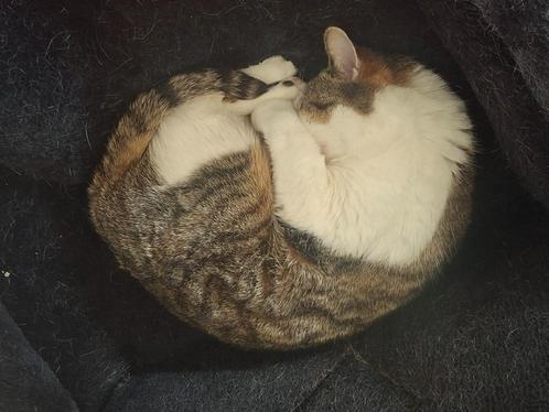 Kittenmeisje gezocht, Dieren en Toebehoren, Kattenmanden, Nieuw, Overige, Ophalen of Verzenden