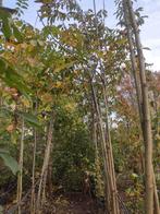 Grote walnotenbomen , goed verplantbare met goede kluit, Overige soorten, 100 tot 250 cm, Ophalen, Volle zon