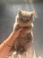 Britse Korthaar kittens te koop, Dieren en Toebehoren, Katten en Kittens | Raskatten | Korthaar, Poes