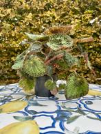 Begonia Rex Sizemore - Potmaat 12, Overige soorten, In pot, Minder dan 100 cm, Groene kamerplant