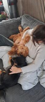 uitlaatservice/dierenopvang/dierenverzorging, Dieren en Toebehoren, Mei, Mannelijk