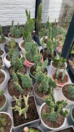 Cactus planten per pot €8, Ophalen, Cactus, Volle zon, Minder dan 100 cm