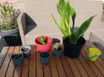 Diverse stekjes chinese lantaarnplantje, sanseveria, Ophalen, Overige soorten, Halfschaduw, In pot