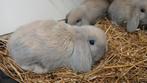 Jonge NHD voedsters 8 weken oud  2x kunnen samen 25,- p/st, Dieren en Toebehoren, Konijnen, Vrouwelijk, Dwerg, Hangoor, 0 tot 2 jaar
