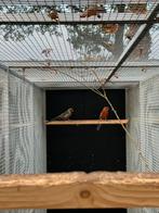 Kweekkoppel Adelaide Rosella, Dieren en Toebehoren, Vogels | Overige Vogels, Meerdere dieren, Geringd